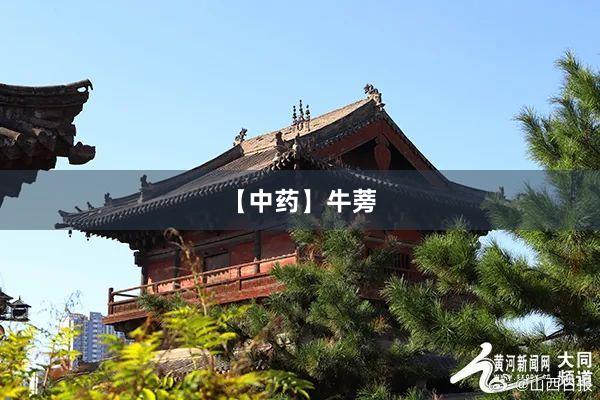 【中药】牛蒡