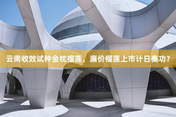 云南收效试种金枕榴莲，廉价榴莲上市计日奏功？
